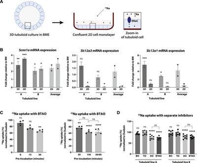 Differentiated mouse kidney tubuloids as a novel in vitro model to study collecting duct physiology